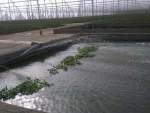Afriflora Sher Water management
